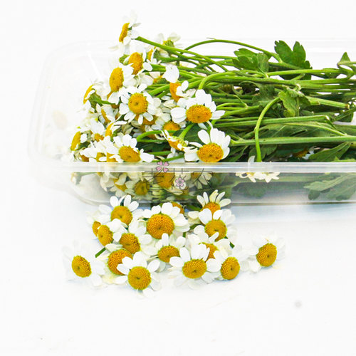 新鲜洋甘菊小白菊小雏菊酒店冷艺摆盘鲜花日料白色装饰点缀花草 - 图2