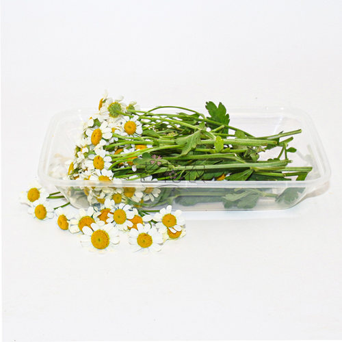 新鲜洋甘菊小白菊小雏菊酒店冷艺摆盘鲜花日料白色装饰点缀花草 - 图3