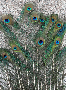 天然真孔雀羽毛花眼孔雀毛逗猫棒