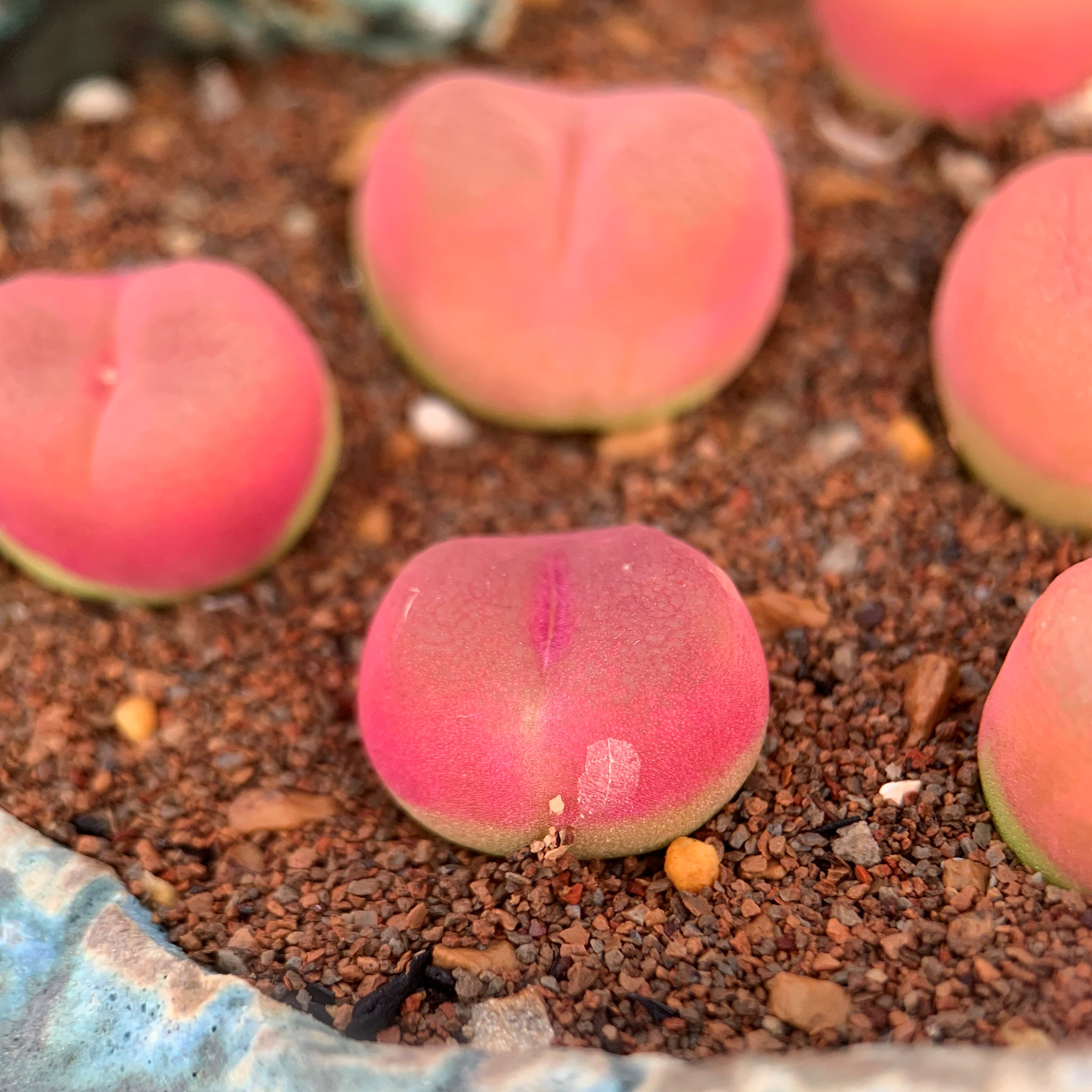 稀有品种肉锥多肉植物风铃猴脸灯泡安贞勋章纽扣翠星毛翠滴10