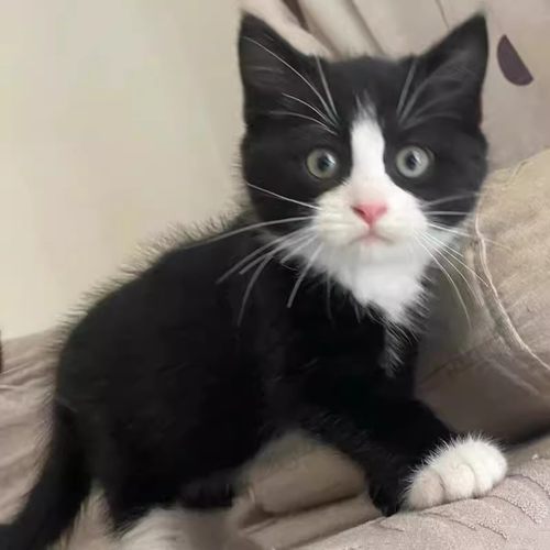 家养中华田园猫幼猫狸花猫幼崽抓老鼠小土猫小猫橘猫白猫黑猫真猫 - 图3