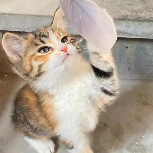 家养中华田园猫幼猫狸花猫幼崽抓老鼠小土猫小猫橘猫白猫黑猫真猫 - 图0