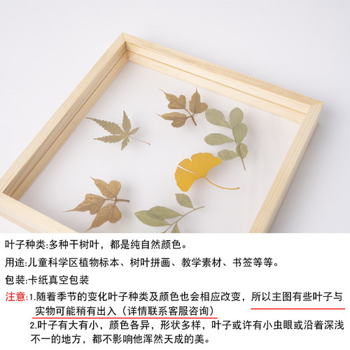 幼儿园春天季环创植物干花标本材料吊饰墙面装饰布置森系树叶半成-图2