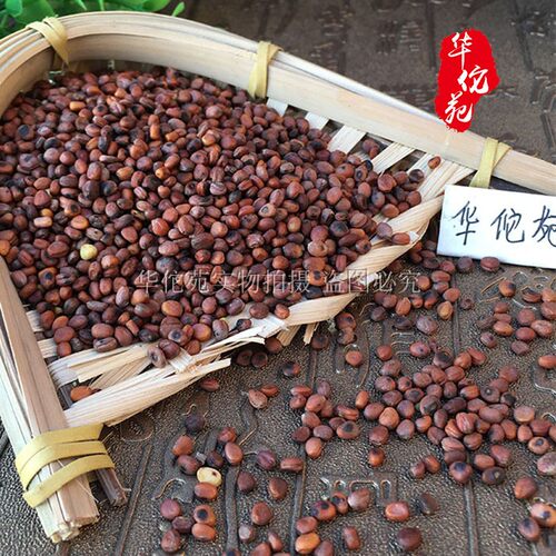 中药材炒莱菔子500g生莱菔子粉莱菔子白萝卜籽莱菔子三子养亲汤 - 图0