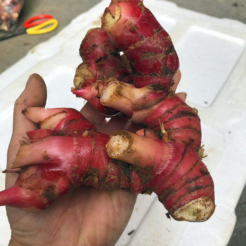 泰国冬阴功汤料galangal 新鲜山姜南姜高良姜500克 潮汕牛肉火锅 - 图3