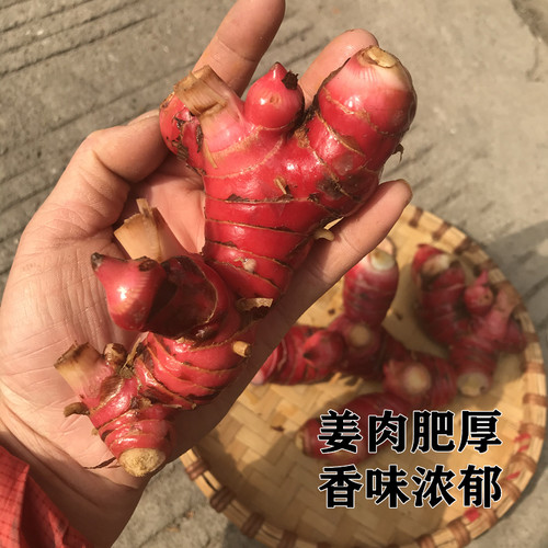 泰国冬阴功汤料galangal 新鲜山姜南姜高良姜500克 潮汕牛肉火锅 - 图2