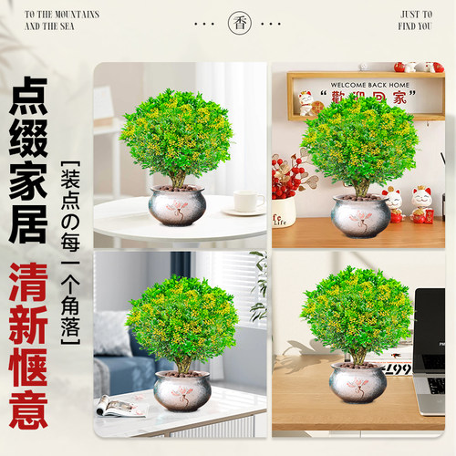 香水米兰花盆栽带花苞浓香型老桩四季室内名贵花卉绿植小树苗开 - 图2