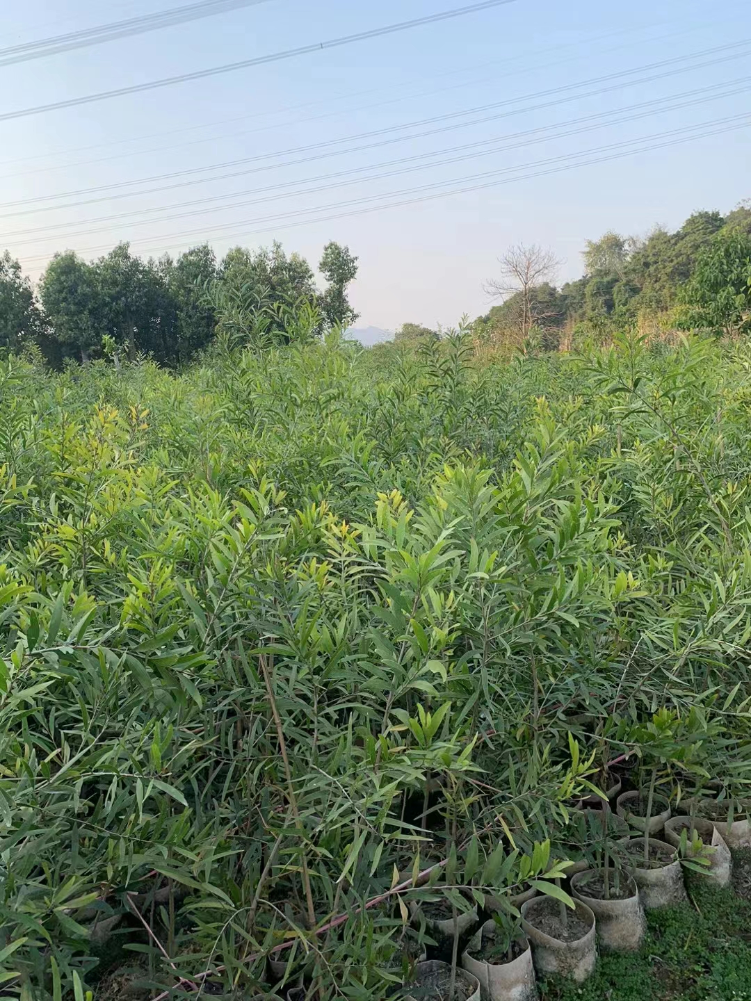 马占相思苗大叶相思苗台湾相思树苗造林行道树风景观赏树四季可种 - 图3