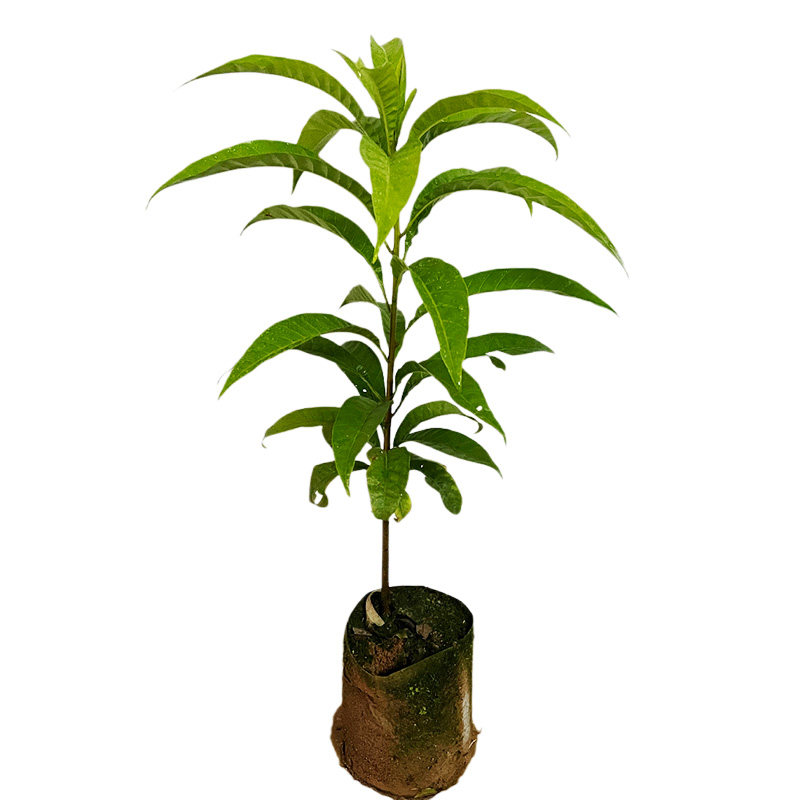 带土包邮营养杯耀堂仙桃苗果树苗蛋黄果苗鸡蛋果盆栽阳台庭院种植,淘宝优惠券,粉丝福利购,淘宝优惠卷