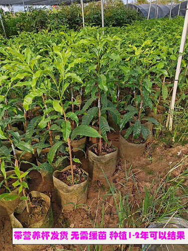 包邮带营养杯果树苗黄晶果6号黄宝石嫁接苗阳台盆栽庭院果园结果 - 图2