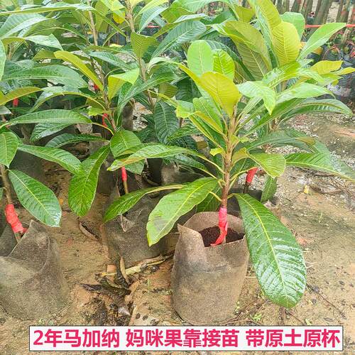带土带叶果树苗妈咪果苗马加纳潘婷果树苗盆栽庭院阳台种植新品种 - 图2