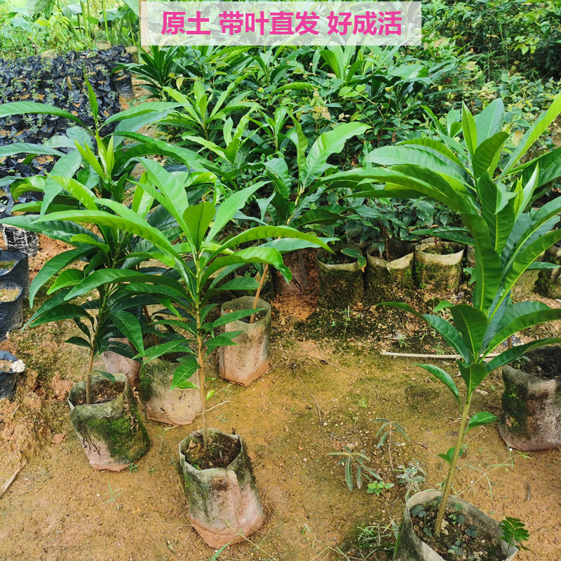 带土包邮营养杯耀堂仙桃苗果树苗蛋黄果苗鸡蛋果盆栽阳台庭院种植,淘宝优惠券,粉丝福利购,淘宝优惠卷