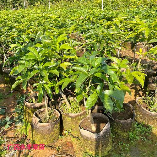 包邮品种巧克力状元红冰淇淋果苗白柿苗果树苗南方种植原盆土庭院 - 图2