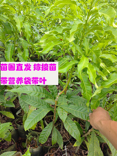 包邮带营养杯果树苗黄晶果6号黄宝石嫁接苗阳台盆栽庭院果园结果 - 图0