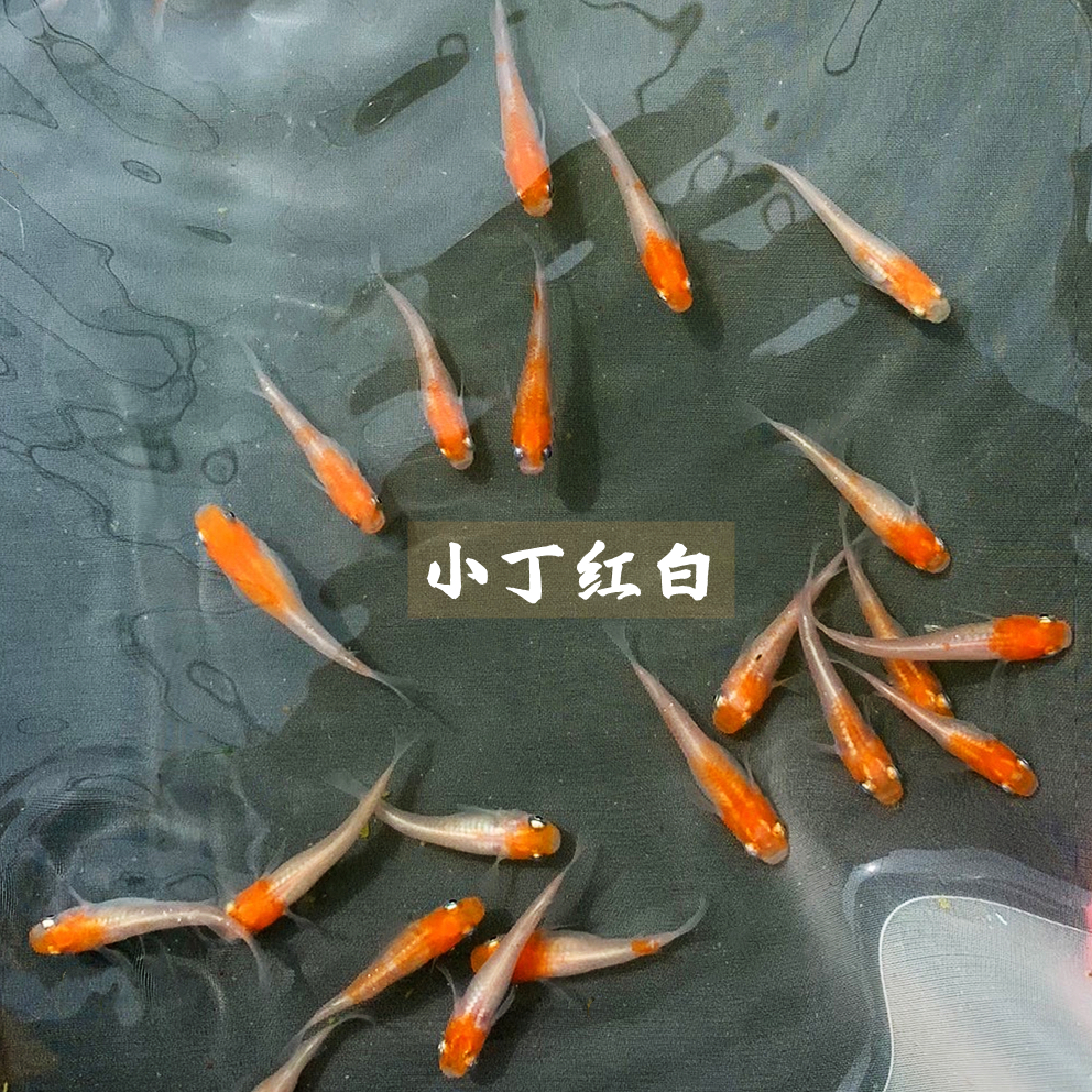 观背青鳉淡水冷水观赏鱼无需打氧过滤魔法鱼迷你锦鲤水族好养活体,淘宝优惠券,粉丝福利购,淘宝优惠卷