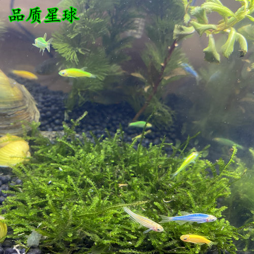 冷水金丝鱼白云金丝鱼黄丝金丝魅力瑰丽活体水族不加热小型淡水鱼 - 图2
