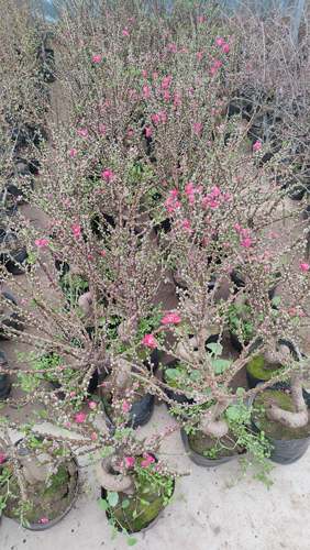 寿星桃老桩苗盆栽重瓣桃花苗室内阳台盆景地栽可观赏桃花耐寒好养 - 图2