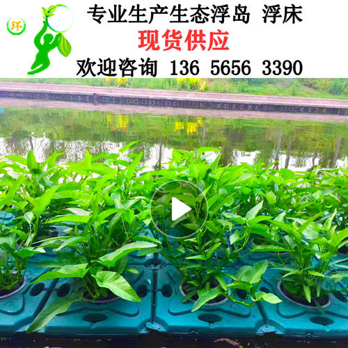 绿源美人蕉水上生态浮岛水生蔬菜种植浮板河道景观绿化水质净化 - 图0
