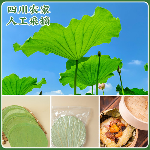 荷叶整张圆形16到22厘米干荷叶糯米鸡叫花鸡荷叶木桶饭熬粥蒸笼垫 - 图1