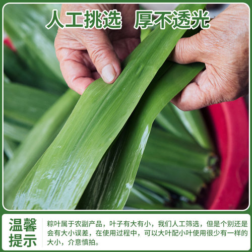粽叶新鲜粽子叶100片包粽子专用大号粽叶干南方非现摘芦苇大粽叶 - 图1