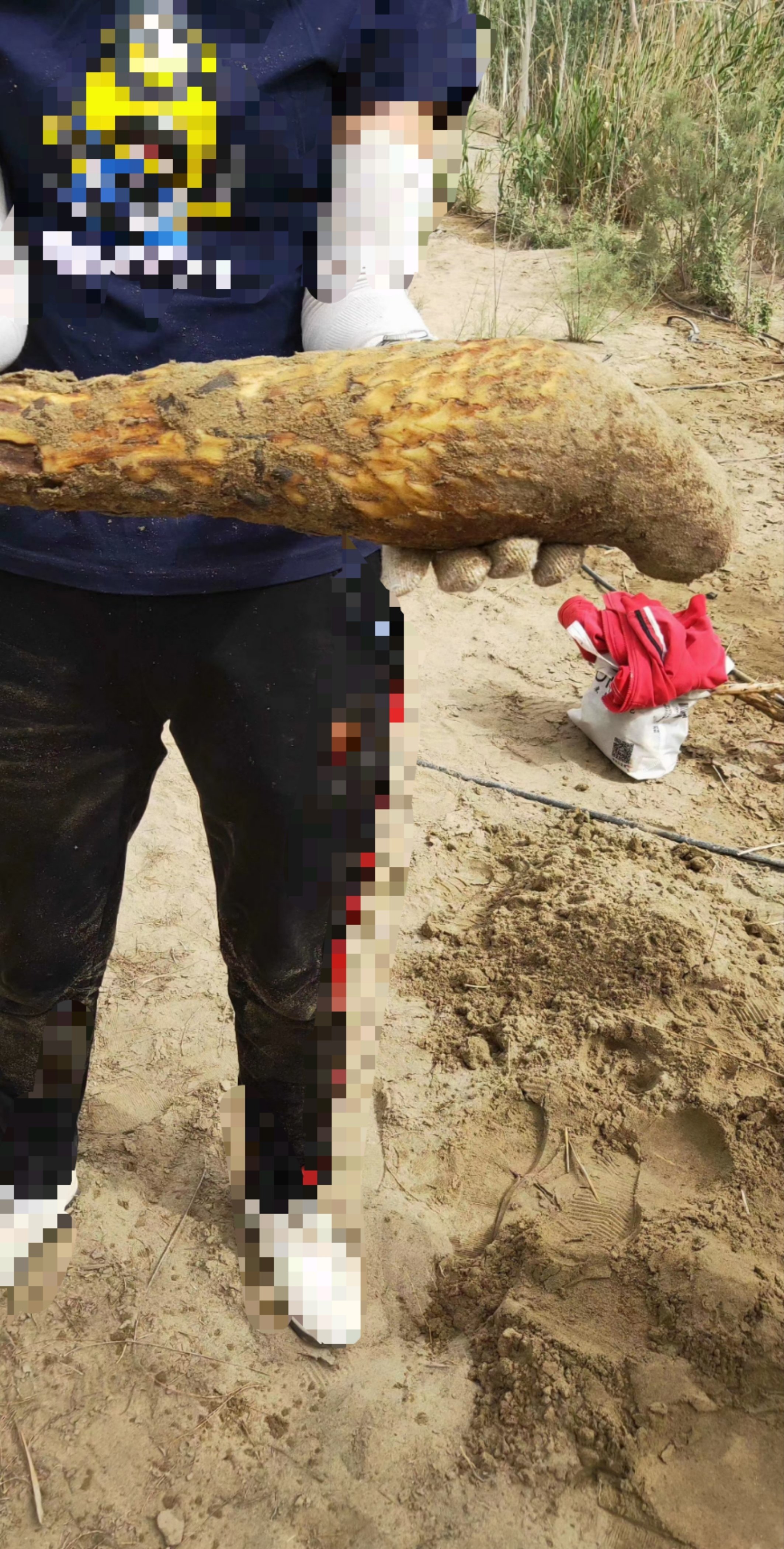 沙漠肉苁蓉大芸片风干新疆500克,淘宝优惠券,粉丝福利购,淘宝优惠卷