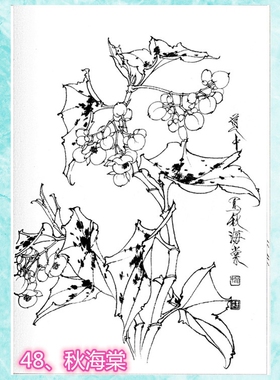 植物花卉工笔画白描底稿白纸线描画稿勾线临摹过稿王道中画稿之三
