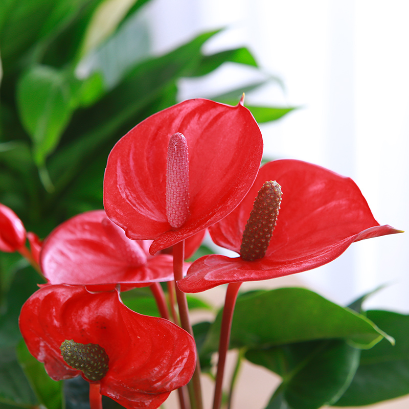 水培红掌白掌盆栽植物室内花卉易活一帆风顺大盆水养四季常青绿植 - 图1