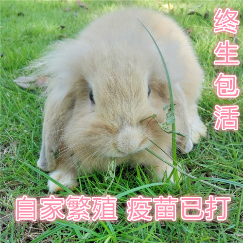 宠物兔子活体纯种荷兰垂耳兔活体宝宝迷你茶杯侏儒盖脸猫猫折耳兔 - 图2