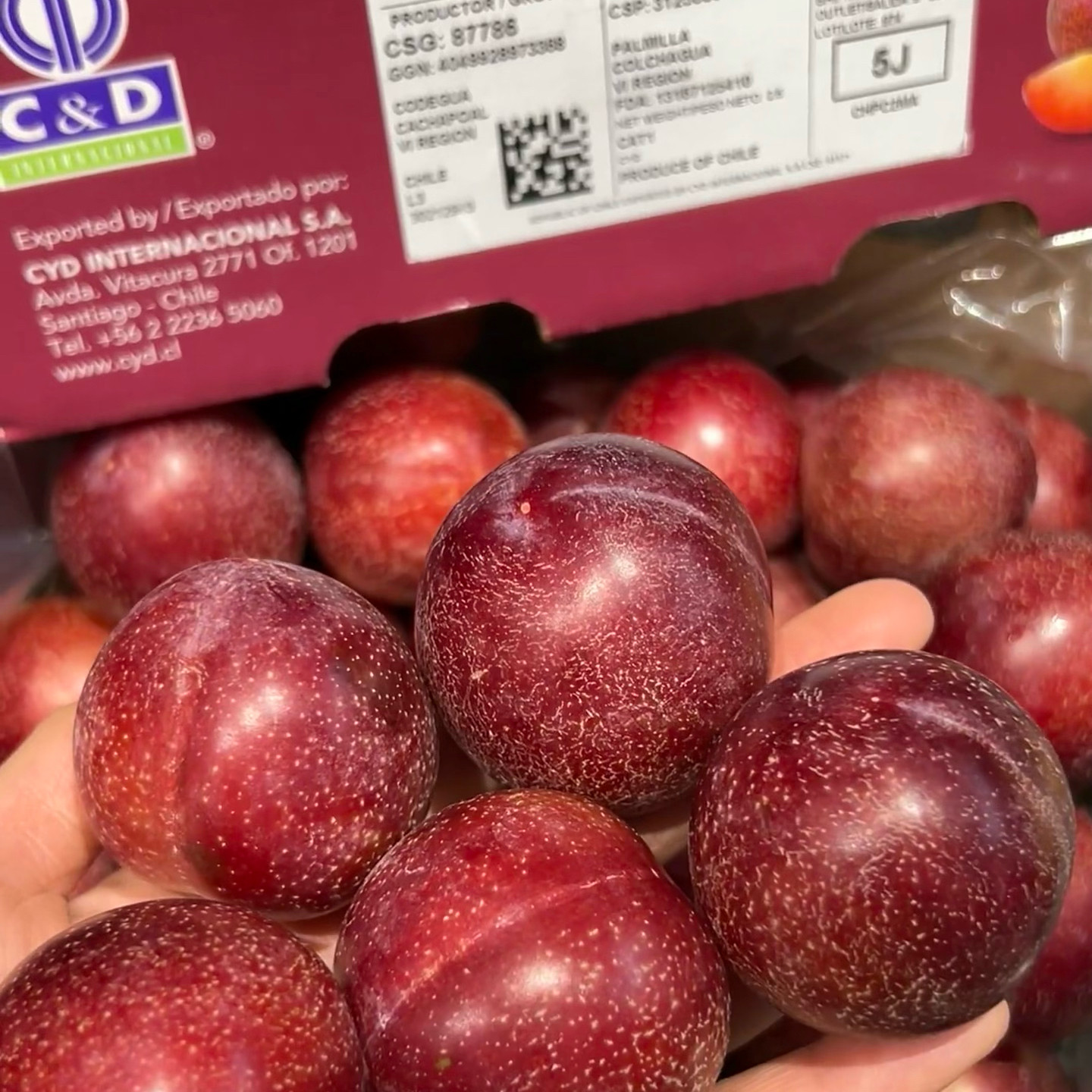 顺丰空运 5斤礼盒智利进口樱桃李新鲜李子水果当季纯甜红心李整箱,淘宝优惠券,粉丝福利购,淘宝优惠卷