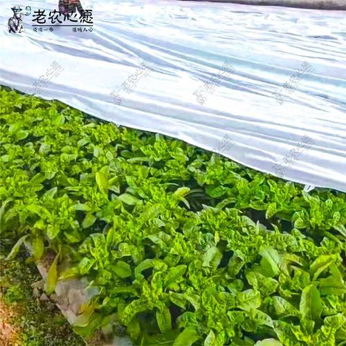 蔬菜防寒布大姜防霜布大蒜防冻透气防水轻便园艺保温透光防寒布 - 图0
