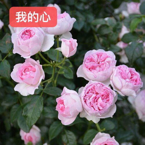 〈顺丰包邮〉直播链接 爬墙拱门栅栏牵引藤本月季品种齐全 - 图1