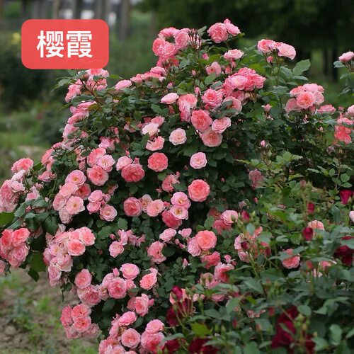 〈顺丰包邮〉直播链接 爬墙拱门栅栏牵引藤本月季品种齐全 - 图2