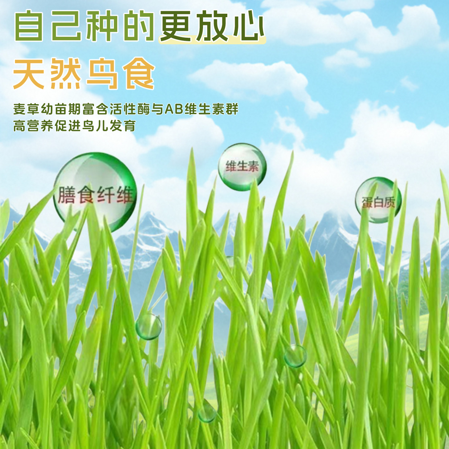 新鲜即食鹦鹉食用麦芽草大麦草鸟零食饲料啃咬草虎皮牡丹玄凤鸟草,淘宝优惠券,粉丝福利购,淘宝优惠卷