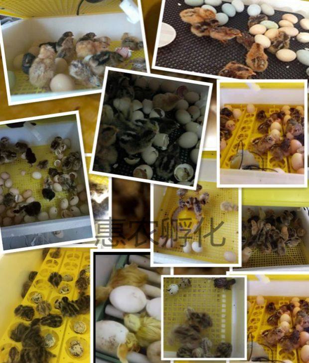 个人用小型乳化机孵小鸡神器鸟类孵化器智能浮化机自动卵苗机正品,淘宝优惠券,粉丝福利购,淘宝优惠卷