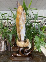 Long 67Cm weight 13 kilograms Myanmar natural ice seed Planted Jade Wood Fossil Chiishi Xugenguan Pendulum original stone sowing room