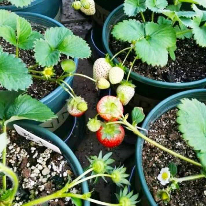 草莓盆栽带花带果大盆四季结果原盆原土阳台种植奶油草莓苗特大号,淘宝优惠券,粉丝福利购,淘宝优惠卷