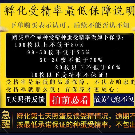 纯种九斤红种蛋可孵化红玉小鸡大型受精蛋种鸡蛋受精纯种宠物鸡,淘宝优惠券,粉丝福利购,淘宝优惠卷