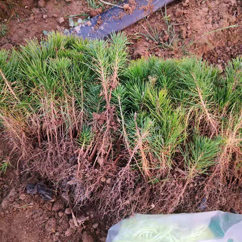 基地直销10棵黑松小苗 精品杯苗小松树苗  绿化苗木裸根苗山地松 - 图0