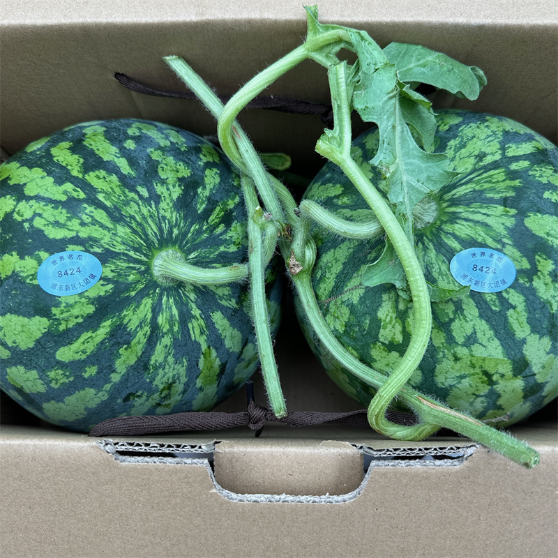 正宗上海8424西瓜大果整箱脆甜红壤新鲜水果无籽麒麟南汇黑籽当季,淘宝优惠券,粉丝福利购,淘宝优惠卷