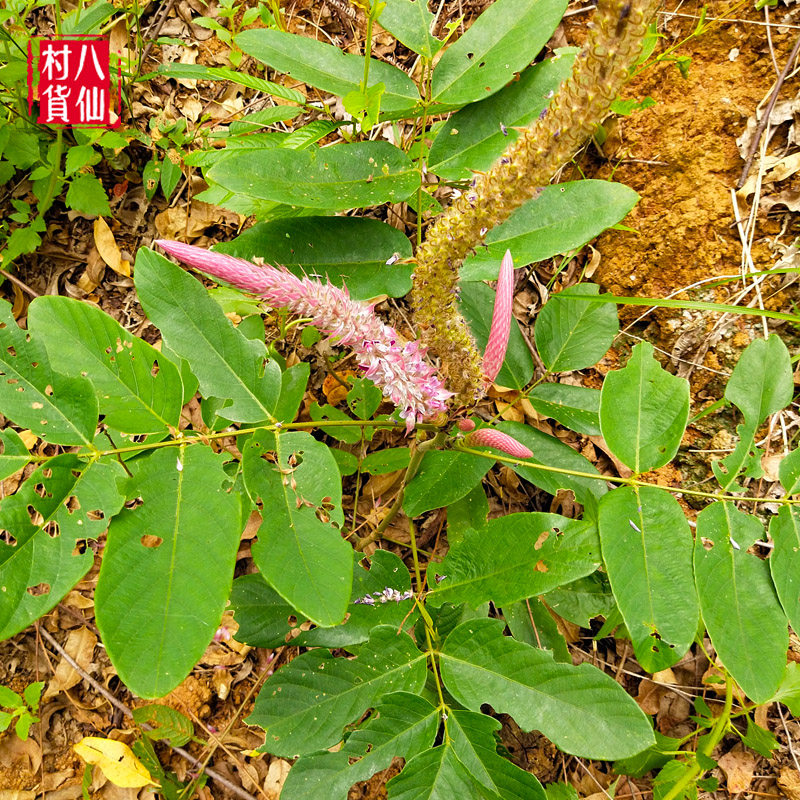 深山现采虎尾轮 中药材猫尾草 狐狸尾 石参根狗尾射整棵全草 包邮