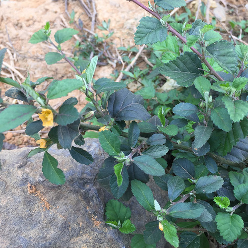 新鲜黄花母 现采梅肉草 白背黄花稔黄花地桃花地膏药小号黄花仔 - 图2