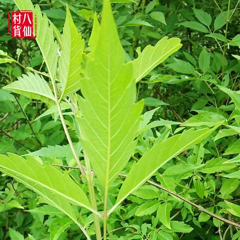 现采新鲜牡荆 五指风五指柑枝叶土常山全草黄荆枝叶 五指枫纯根 - 图2