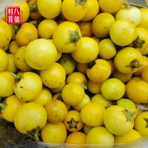 现摘黄果茄 刺天茄 新鲜牛茄子 牙疼果野茄果天泡果大颠茄 刺天茄 - 图3