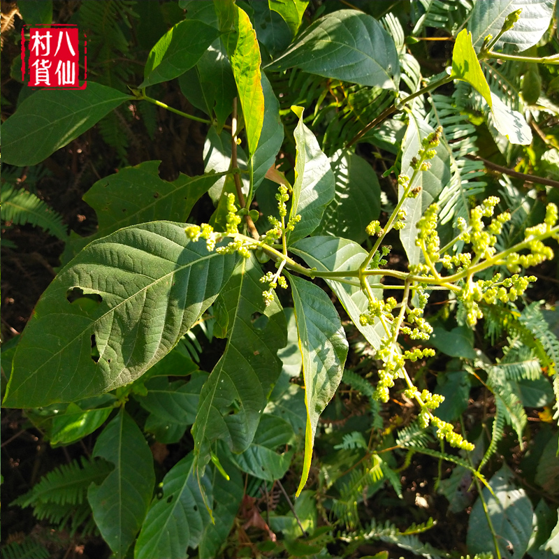 新鲜水锦树 猪血木饭汤木 中草药 红水柴沙牛木牛伴木枝叶 包邮 - 图3