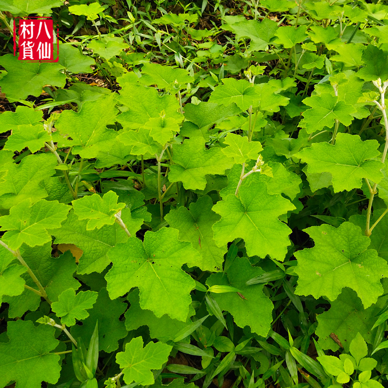 新鲜大叶蛇泡簕 粗叶悬钩子根 现采中草药八月泡枝叶大叶茅莓根 - 图2