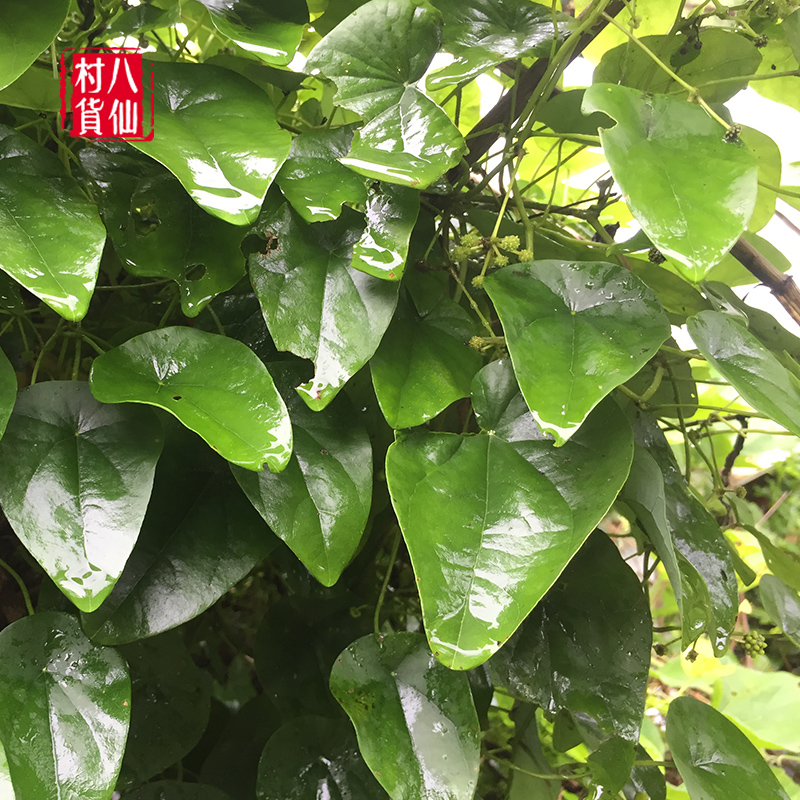 现采新鲜千金藤新晒千金藤粪箕笃畚箕草飞天雷公铁板膏中草药-图1