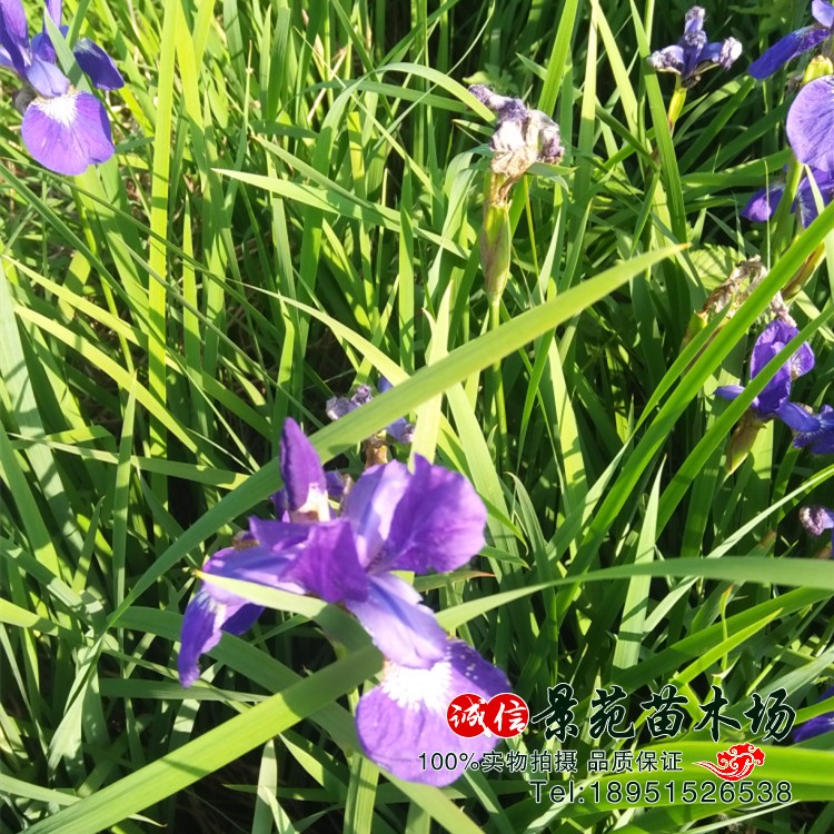 马兰花苗多年生宿根花草马兰花马蔺四季花草地被矮生春季 - 图2