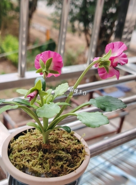 树脂粘土仿真花卉角瑾单支纯手工制作黏土花摆件现货礼品节日礼物