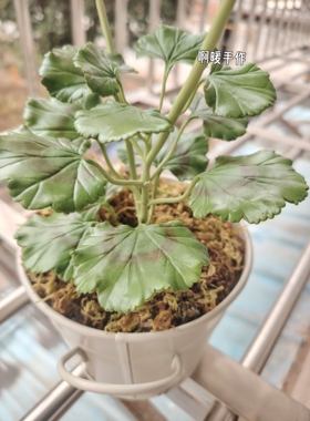 粘土仿真花天竺葵黏土花情侣礼物摆件纯手工制作树脂粘土花艺术品