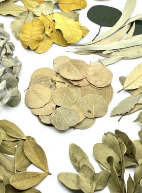 干燥植物树叶手工DIY拍摄道具